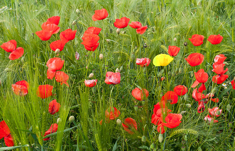 Grünes Getreidefeld mit roten Mohnblumen und einer einzelnen gelben Mohnblume